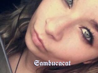 Sambucacat